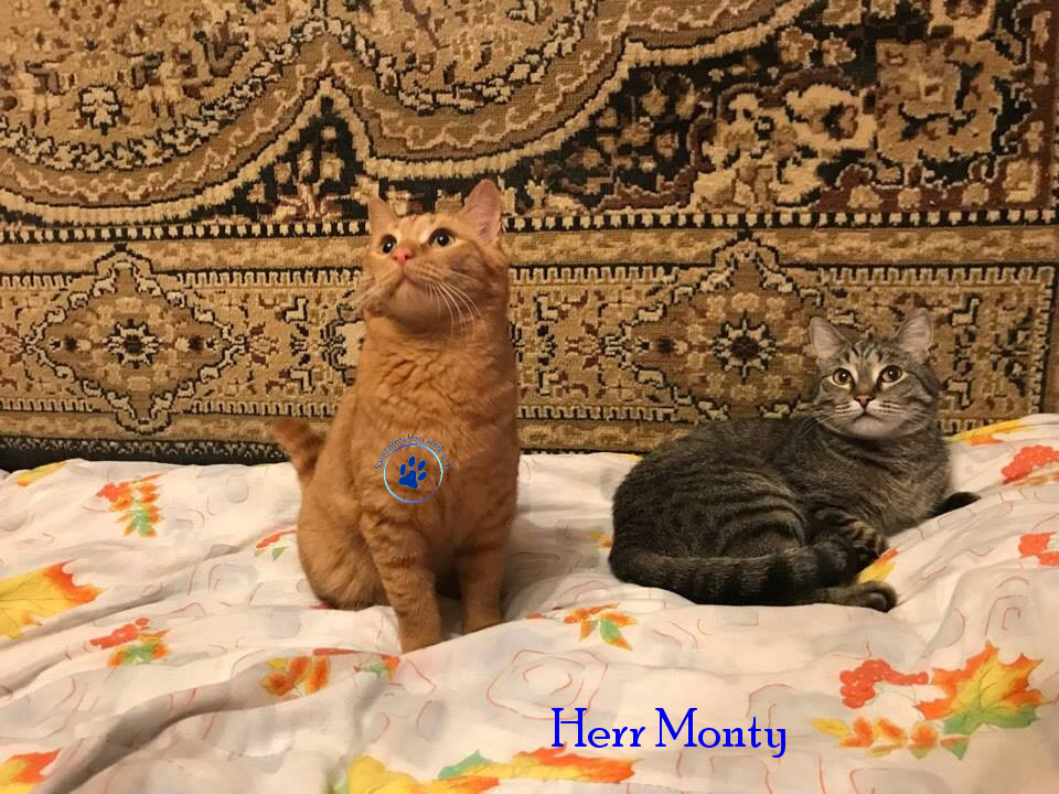 Soja/Katzen/Herr Monty/Herr Monty25mN.jpg